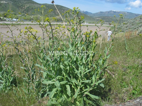 woad, dyer's